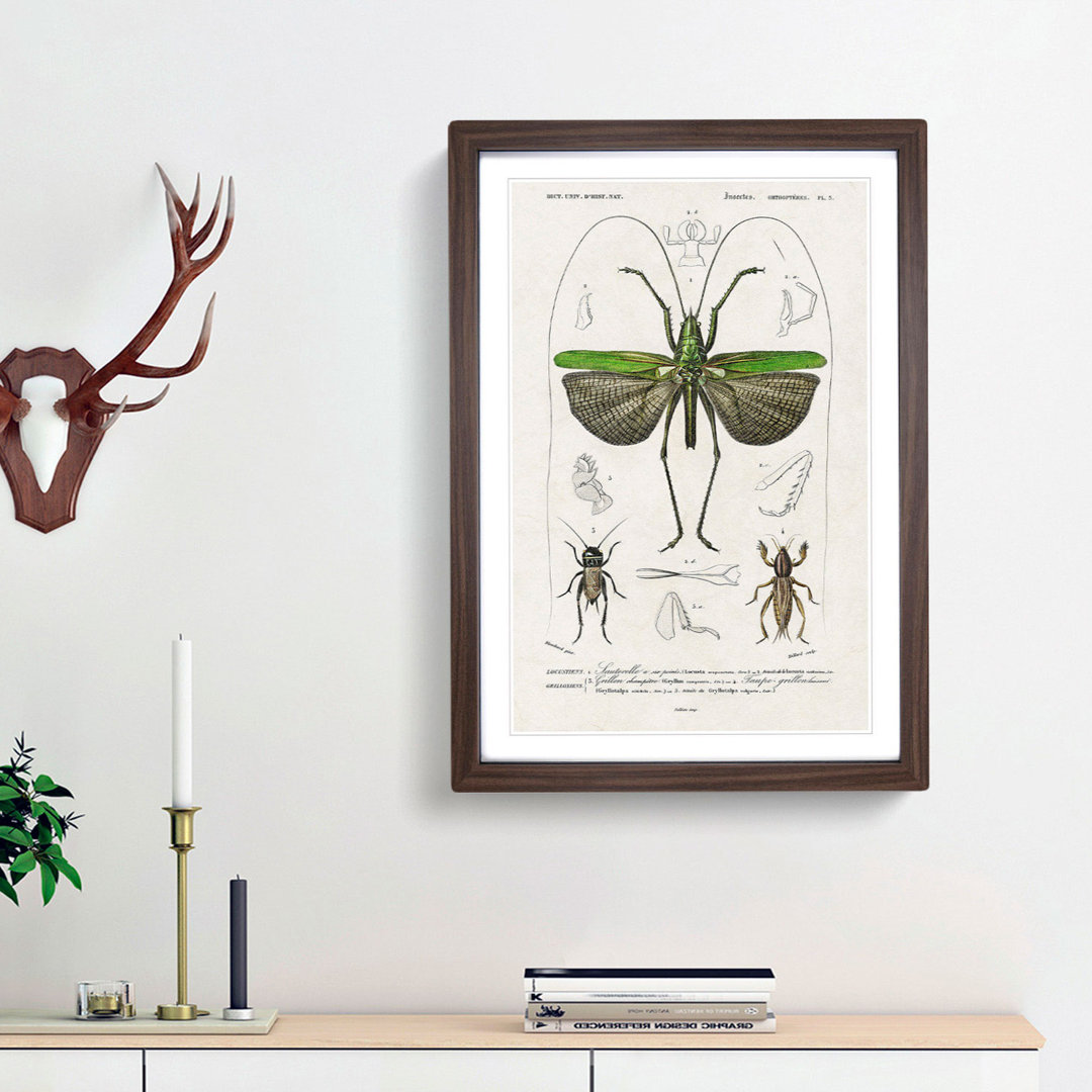 Grasshopper Illustration by Charles D' Orbigny - Picture Frame Graphic Art Print