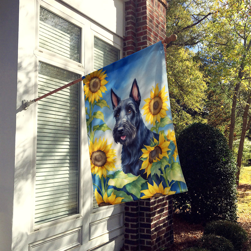 Drapeau de la maison du tournesol Malamute d'Alaska, Terrier écossais