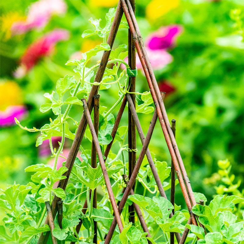 Willow Expanding Teepe Trellis, Brown, 60" H x 12" W x 1" D