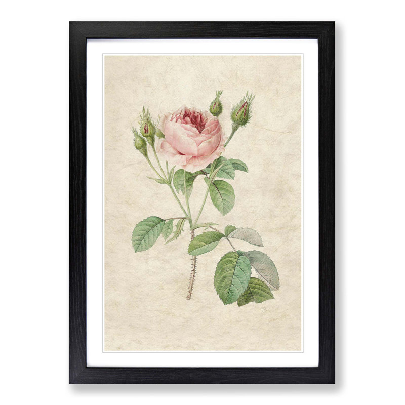 A Pink Rose by Pierre-Joseph Redoute - Single Picture Frame Painting, Black Framed, 45cm H x 33cm W x 2cm D