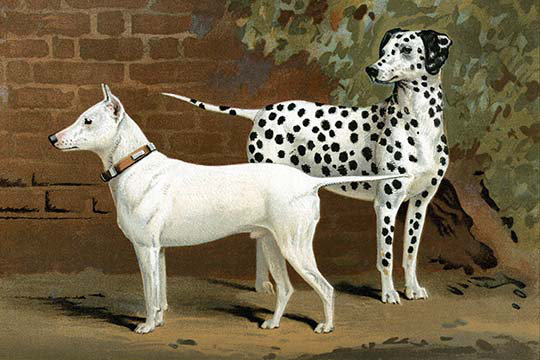 Bull terrier et dalmation de vero shaw-impression d’art graphique, H 20 po x l 30 po x P 1,5 po