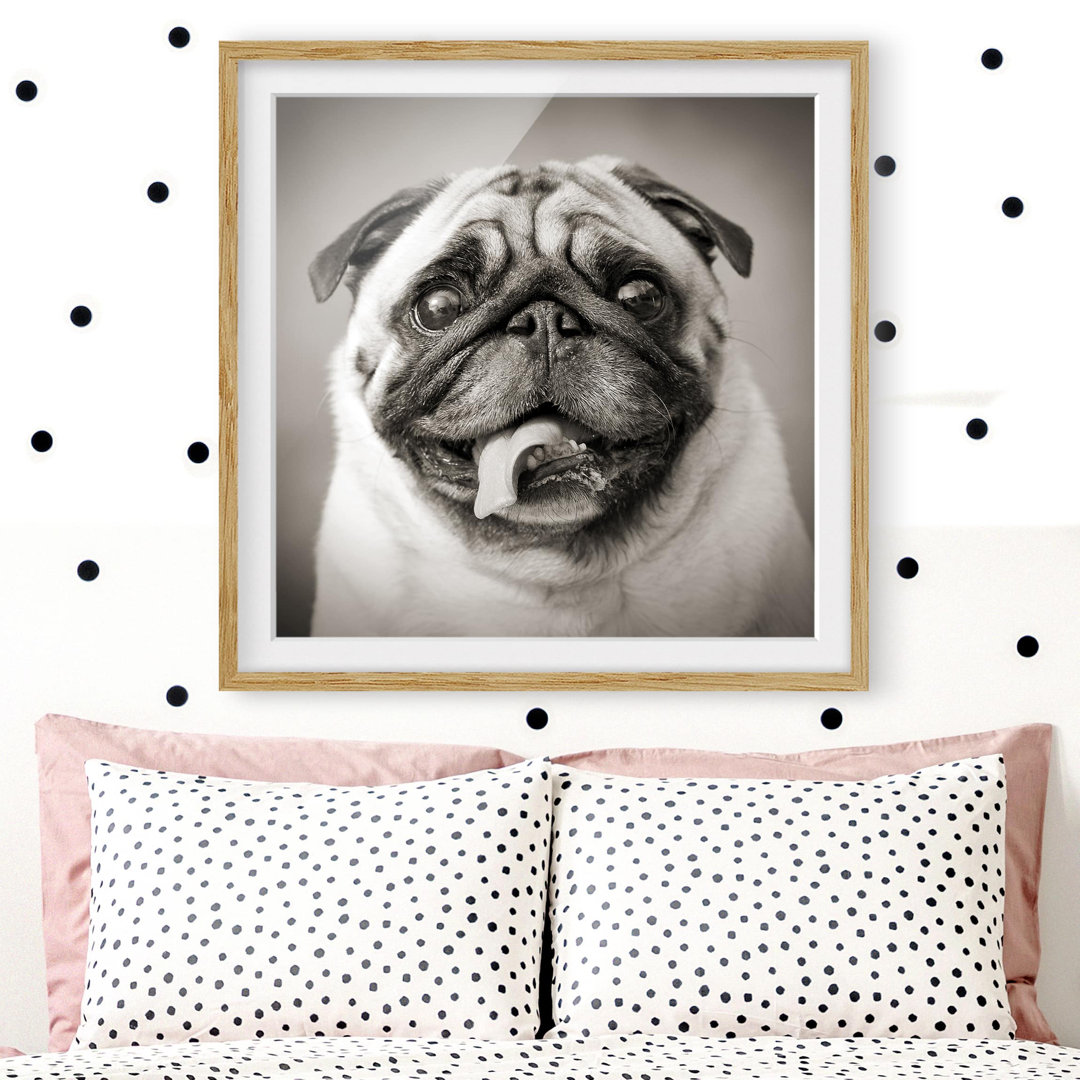 Gerahmter Grafikdruck Funny Pug