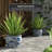Feuerstein Handmade Ceramic Cachepot-957132314