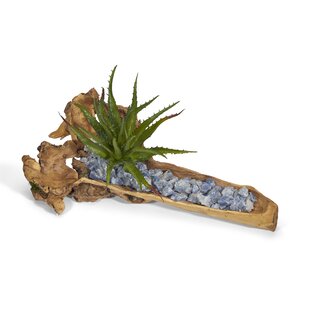 T&C Floral Company Organic Moss Garden in Hand Carved Wood Log – eCTURE