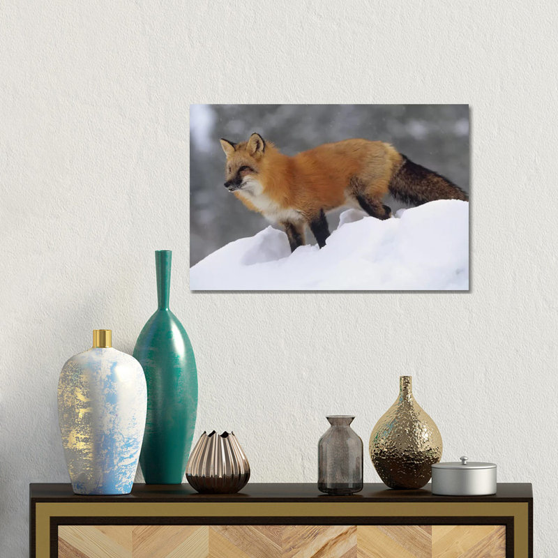 Fox Standing At The Top Of A Snow Bank, Montana, 30.48 cm H x 45.72 cm W