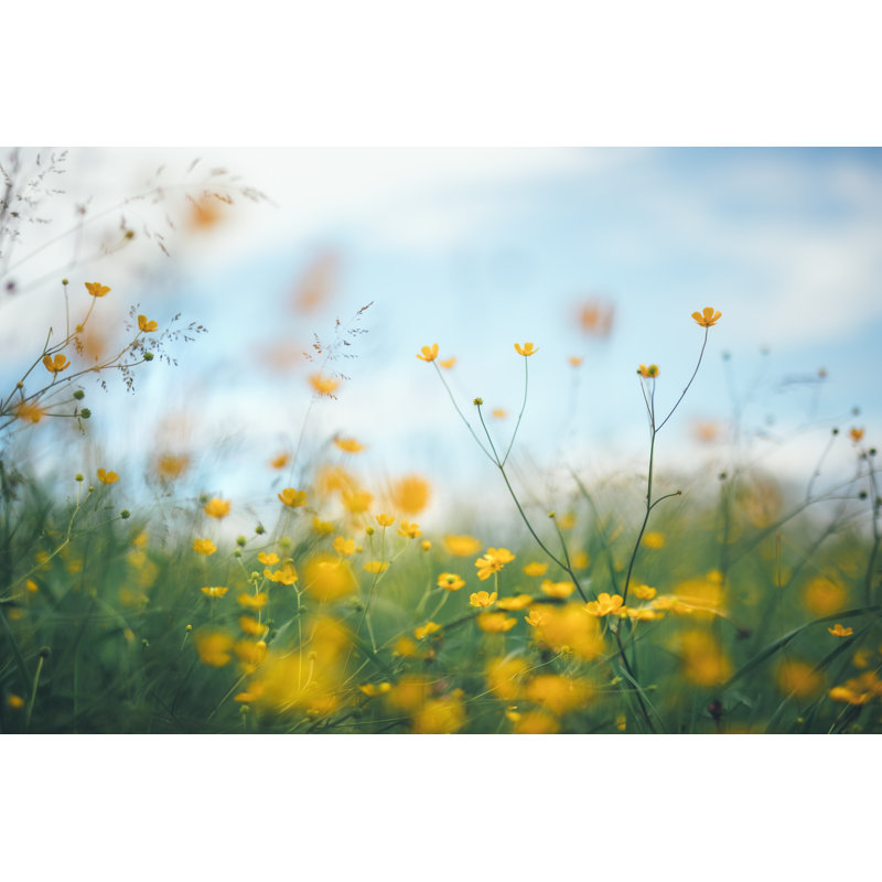 Summer Meadow by Borchee, 32" H x 48" W