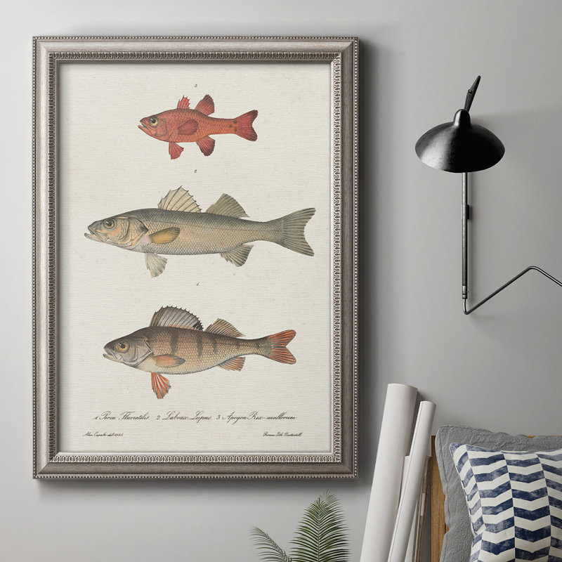 " Species Of Antique Fish II ", 20" H x 16" W x 2.5" D