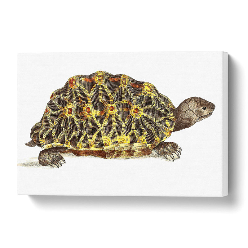 Tortoise - Wrapped Canvas Painting, 35 cm H x 50 cm W