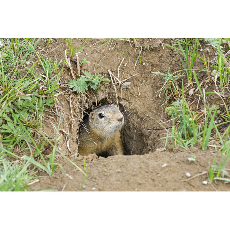«Ground Squirrel» par Possum1961 - Photographie sur toile tendue, L 12 po x H 8 po