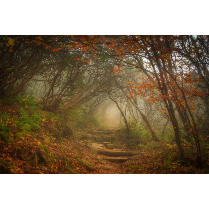 Magic Forest - Wrapped Canvas Print, 30cm H x 46cm W x 3.8cm D