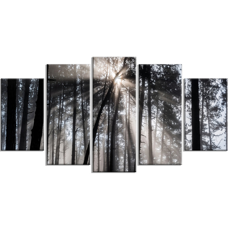 Les rayons du soleil à travers la forêt blanche noire, ensemble de 5 photographies sur toile tendue