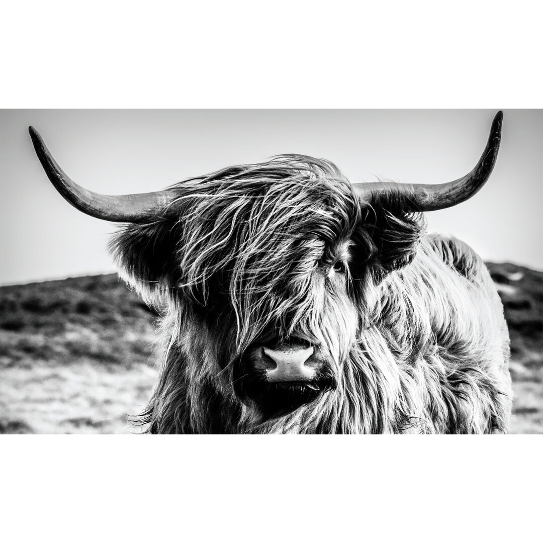 Leinwandbild "Highland Cow"