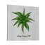 Collection Cacti - reproduction sur toile tendue-1096488286