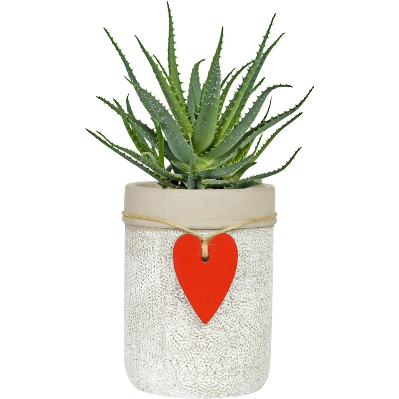 Kushamvir Pot Planter, 6.50" H x 5" W x 5" D
