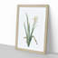 Crimean Iris Flower by Pierre-Joseph Redoute - Picture Frame Painting Print-55490418-55490419