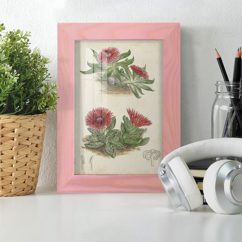 Cactus antique V encadré sur papier, H 6 po x l 4 po x P 1 po, Rose