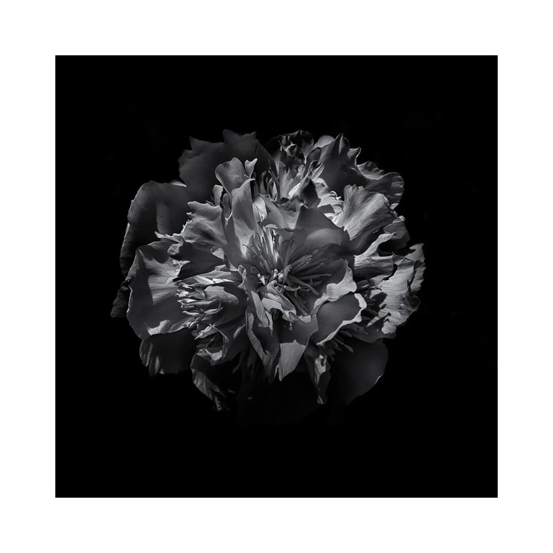 Black And White Camelia by Brian Carson - Wrapped Canvas Print, 30.48 cm H x 30.48 cm W
