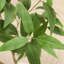 Arbre à eucalyptus AdcockFaux avec pot rond blanc, plante d'eucalyptus pré-empotée pour la décoration intérieure-2077154711