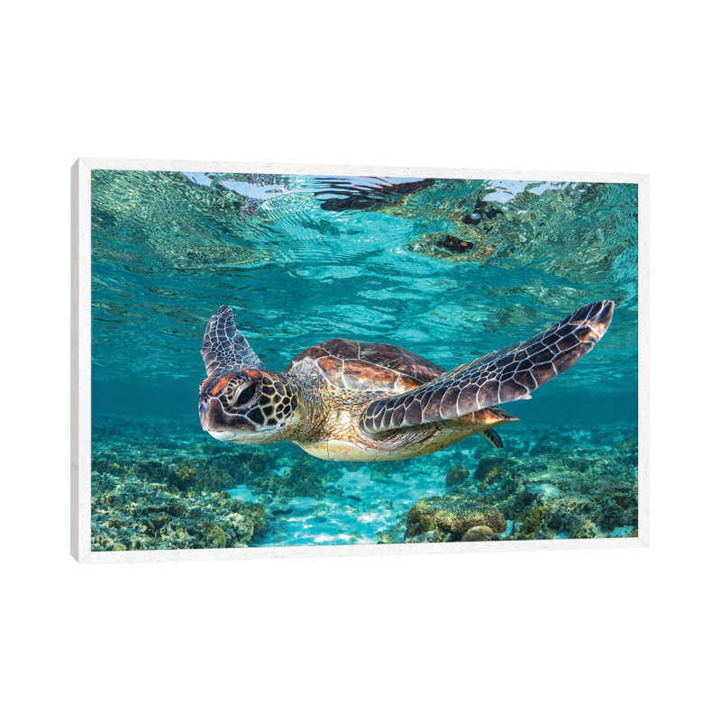 Learn To Fly by Jordan Robins - Print on Canvas, White Framed, 66.04 cm H x 45.72 cm W
