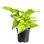 Live Golden Pothos Plant