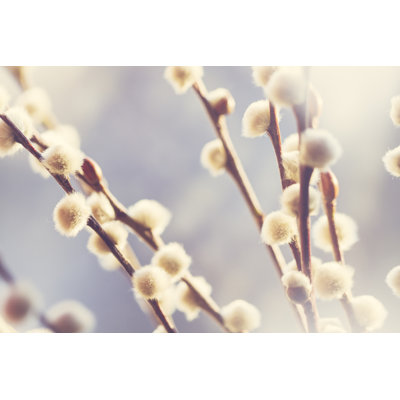 Cute Catkin - Wrapped Canvas Print