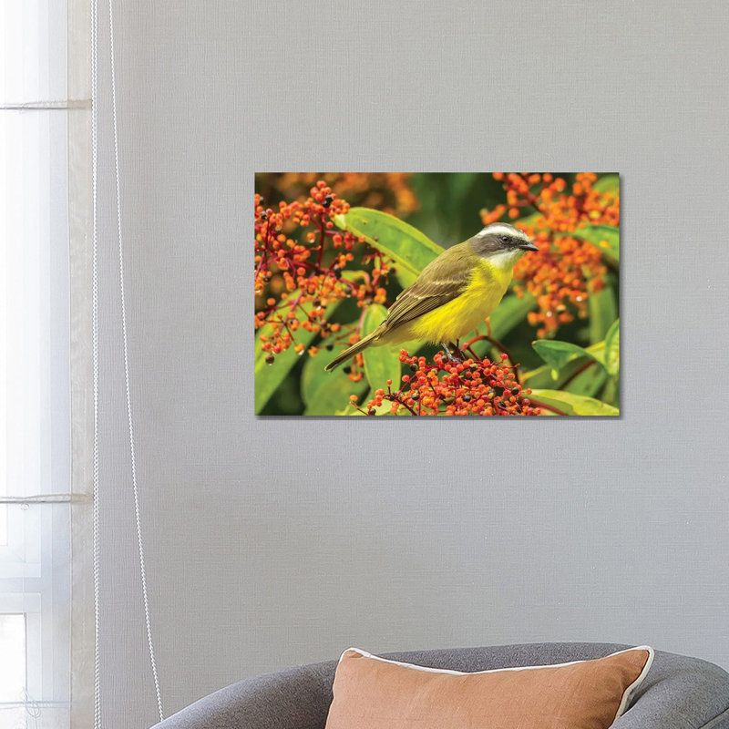 Costa Rica, Arenal. Social Flycatcher Close-up. by Jaynes Gallery - Wrapped Canvas Print