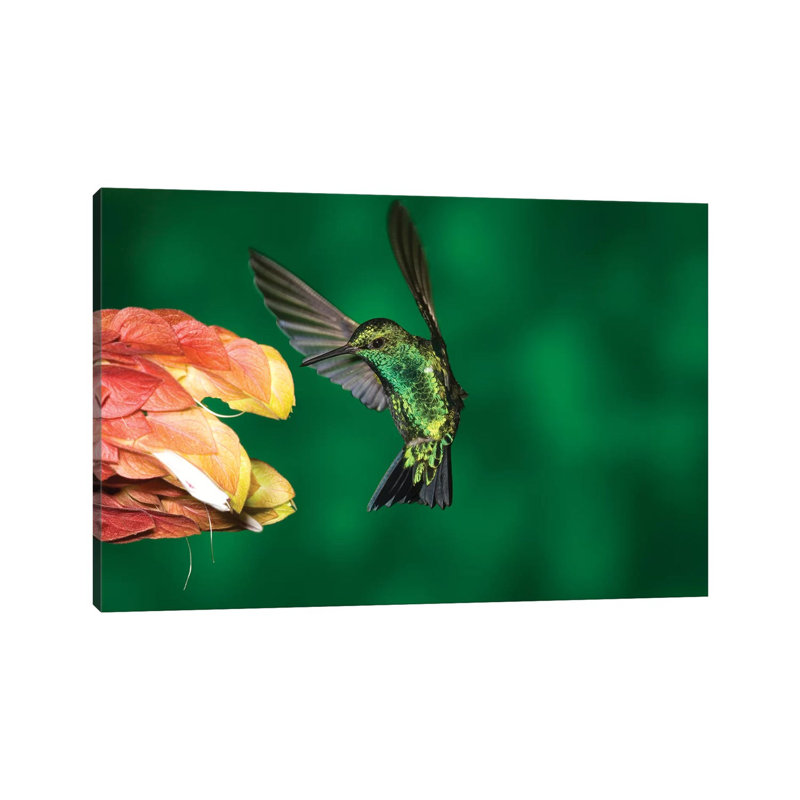 Western Emerald Hummingbird Feeding On Flower, Andes, Ecuador by Tom Vezo - Wrapped Canvas Print