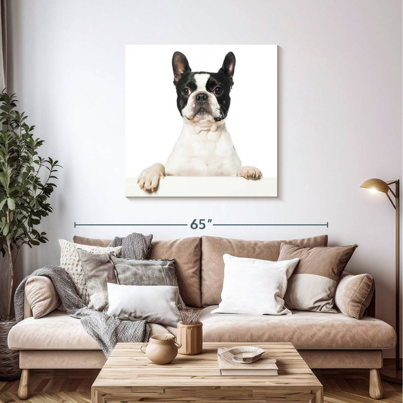 Crowle Boston Terrier, H 39 po x l 39 po