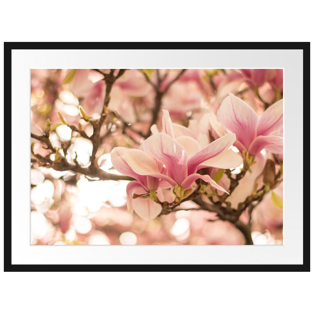 Gerahmtes Poster Rosa Magnolienblüten im Frühling