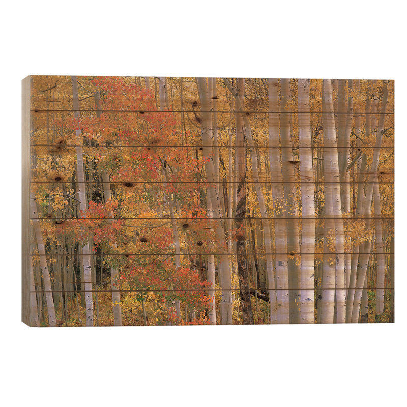 Aspens at Independence Pass, Colorado par Tim Fitzharris - Peinture sur bois sans cadre, H 26 po x l 40 po x P 1,5 po