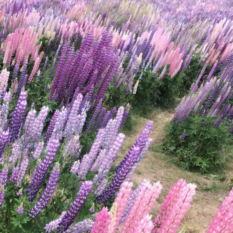 Lupine Flowers - Wrapped Canvas Print, 51cm H x 51cm W x 3.8cm D