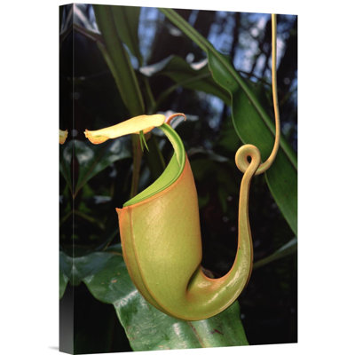 " Pitcher Plant Traps, Borneo "