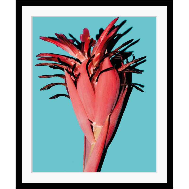 Flower - Single Picture Frame Print