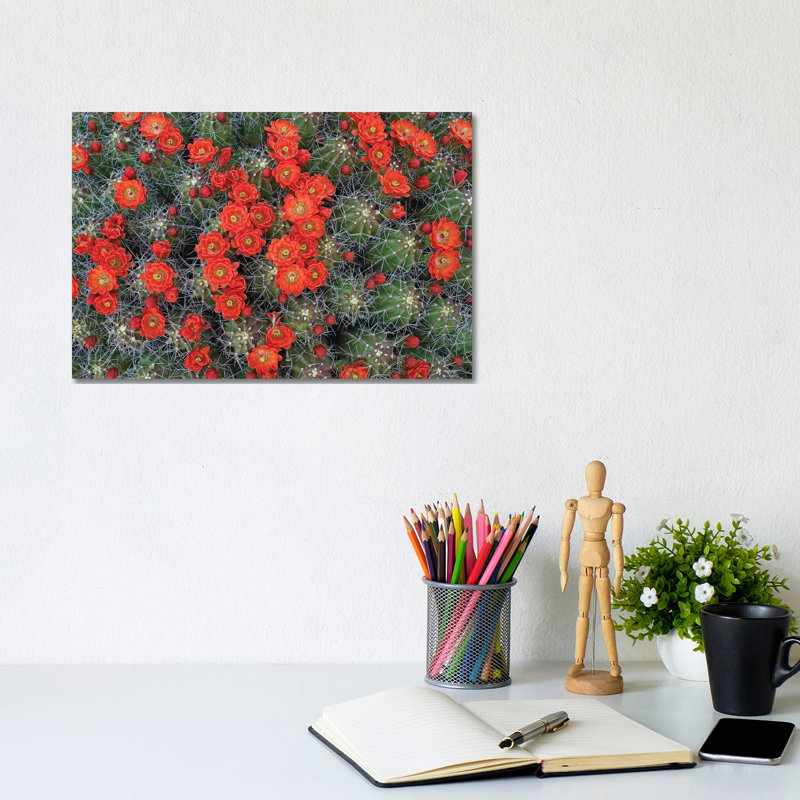 Claret Cup Cactus Detail of Flowers in Bloom 1 Piece Wrapped Canvas Wall Art, 20.32 cm H x 30.48 cm W