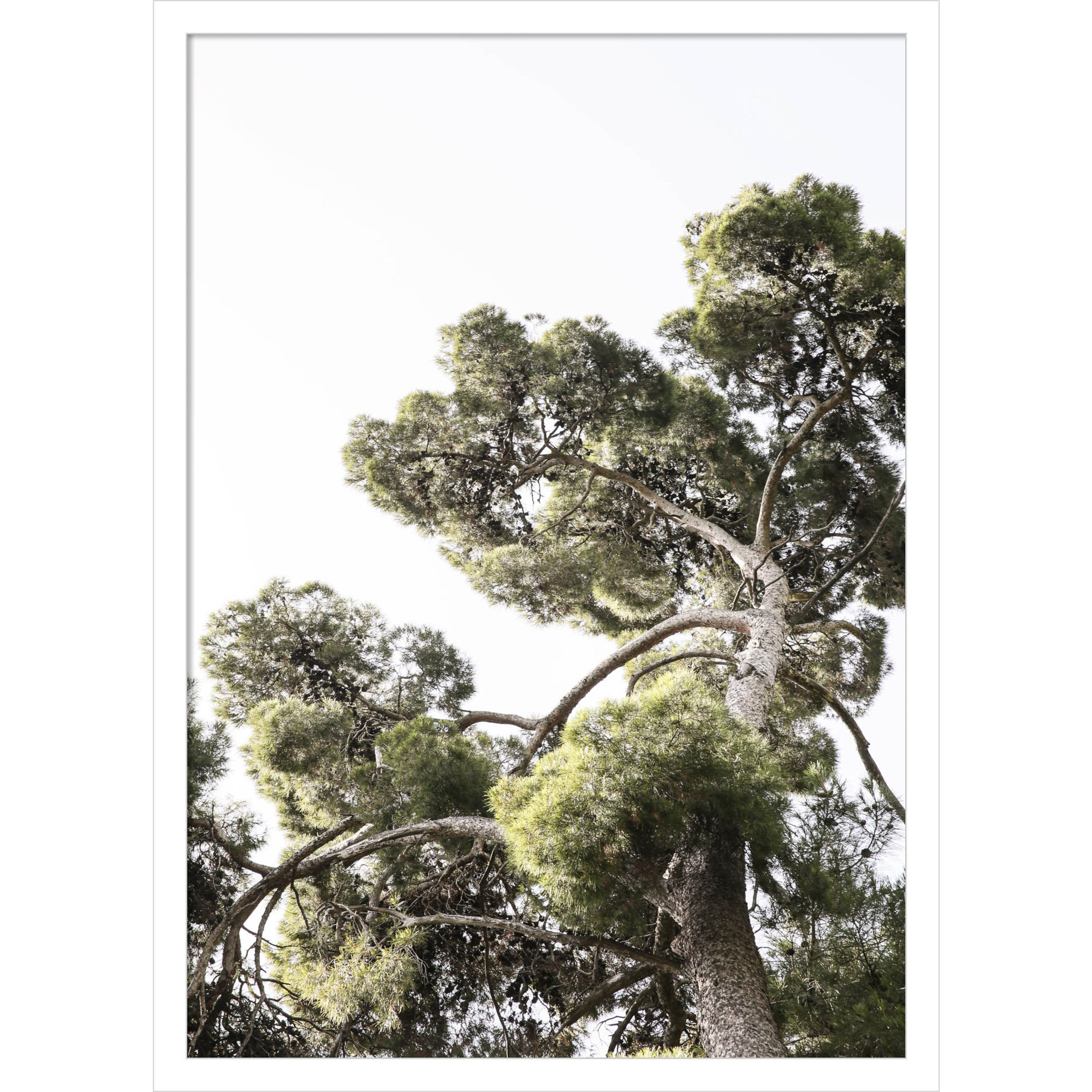 Japanese Garden 01 by Shot by Clint Wood Framed Wall Art Print, 25" H x 18" W, White