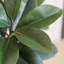 Arbre de magnolia 70 po