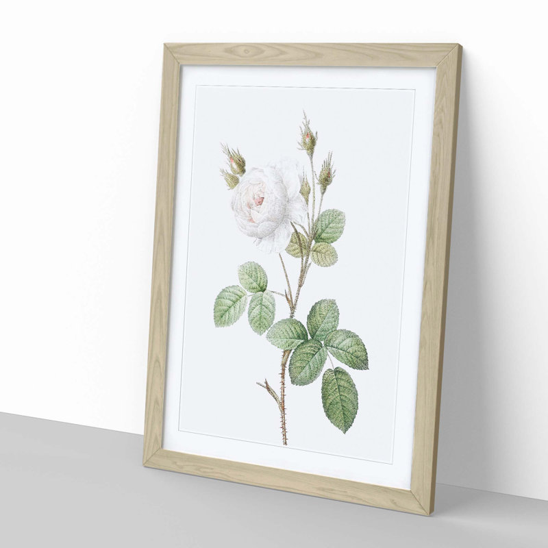 White Moss Rose by Pierre-Joseph Redoute - Picture Frame Art Prints, Oak Framed, 36cm H x 27cm W x 2cm D