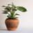 Pot Planter