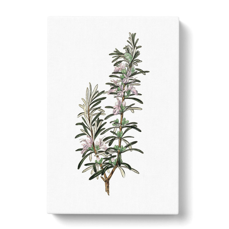 Rosemary Illustration - Wrapped Canvas, 50cm H x 35cm W x 3cm D