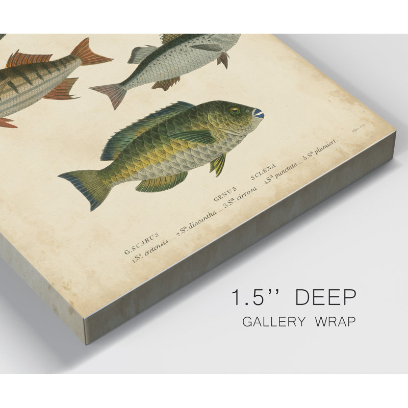 Reproduction d’art sur toile tendue « ichthyology III », H 27 po x l 18 po x P 1 po