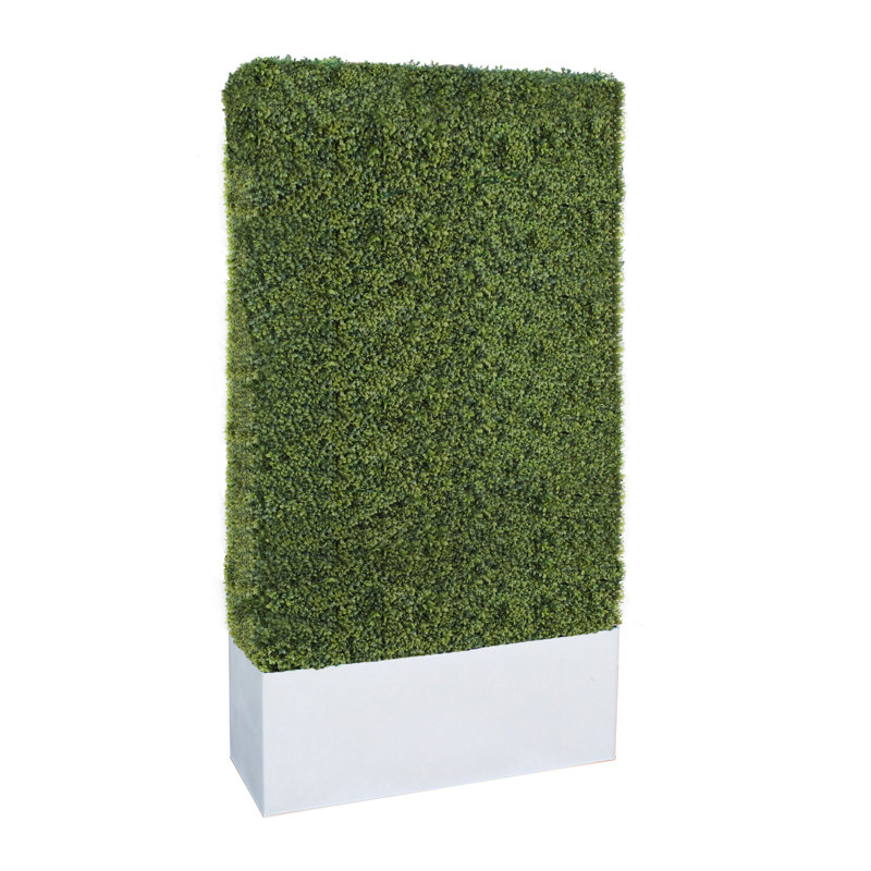 Haie de buis d'extérieur en pot, H 90 po x l 40 po x P 16 po, blanc