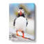 Lone Atlantic Puffin - Wrapped Canvas-979236515