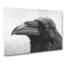 Crow In Alaska Painting - Wrapped Canvas-56658938