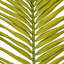 Palm Plant-2123171529