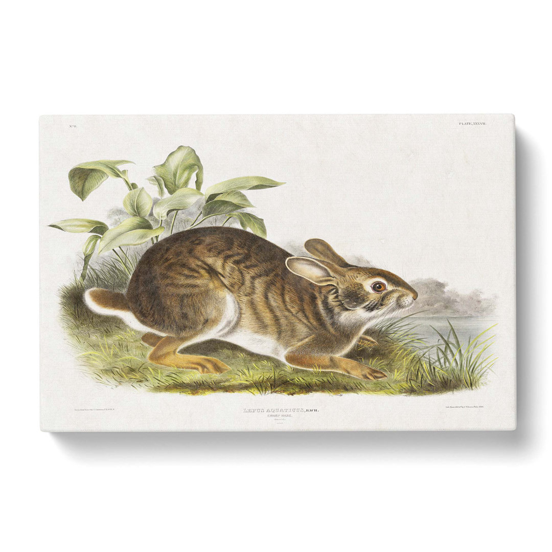 Swamp Hare by J.W. Audubon - Wrapped Canvas