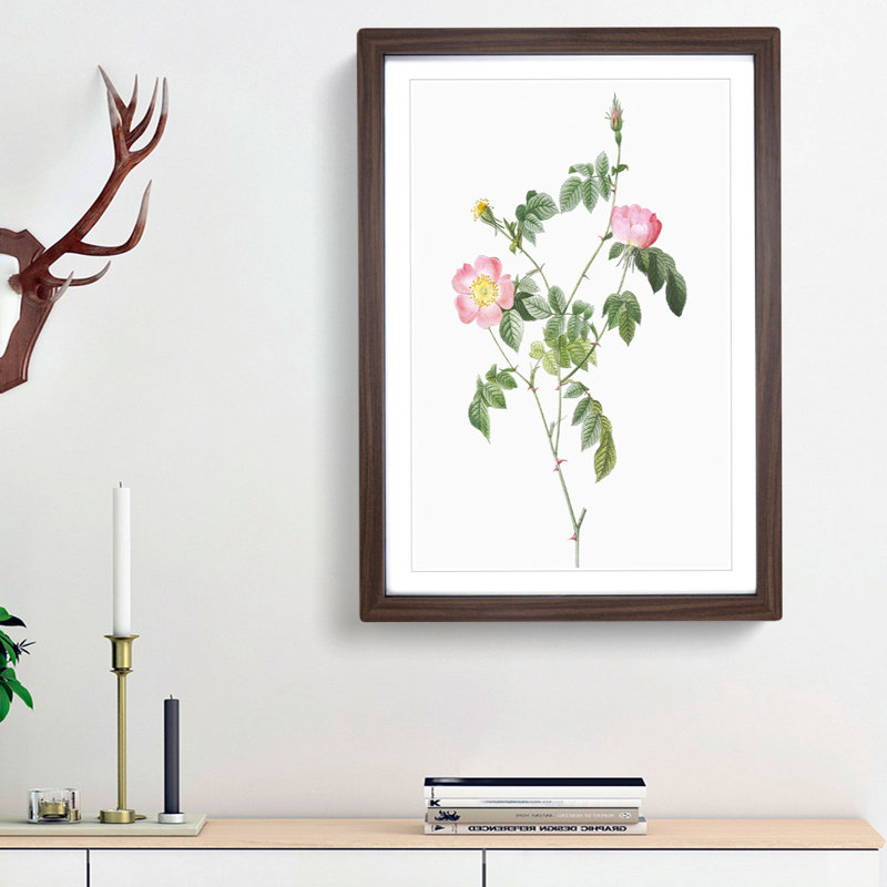 Austrian Briar Rose In Pink by Pierre-Joseph Redoute - Single Picture Frame Painting, 45cm H x 33cm W x 2cm D, Walnut Framed