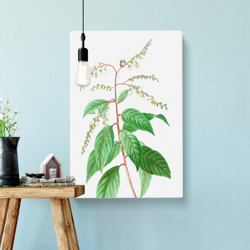 Lily Of The Valley Tree by Pierre-Joseph Redoute - Wrapped Canvas, 76cm H x 50cm W x 3cm D