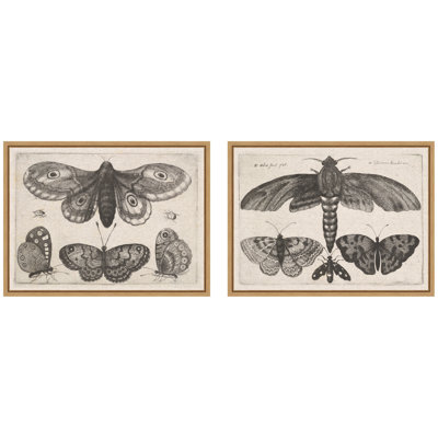 «A Moth Three Butterflies Wenceslaus Hollar», ensemble de 2 toiles encadrées par Nostalgia