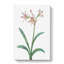 Pretty Amaryllis Flowers by Pierre-Joseph Redoute - Wrapped Canvas Print-55322783