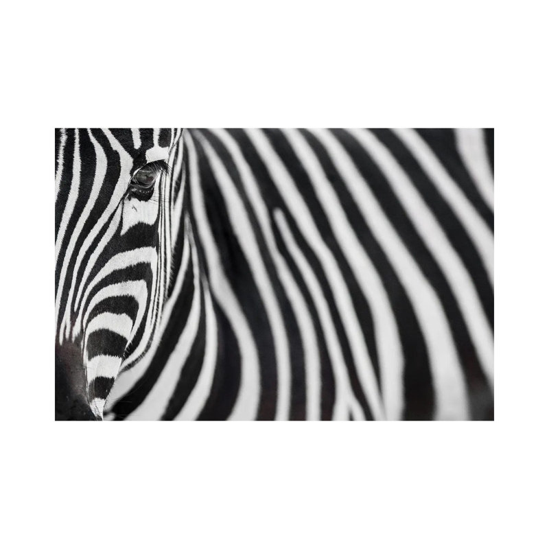 Zebra 20 1 Piece Wrapped Canvas Wall Art, 20.32 cm H x 30.48 cm W